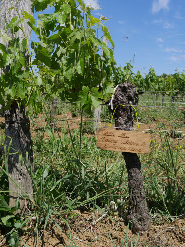 Виноградник на урожай